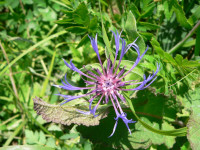 /album/fotogalerie-nabidka/centaurea-triumfettii-axillaris-jpg/